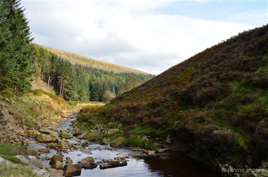 Woodland and Heather- derbyshire