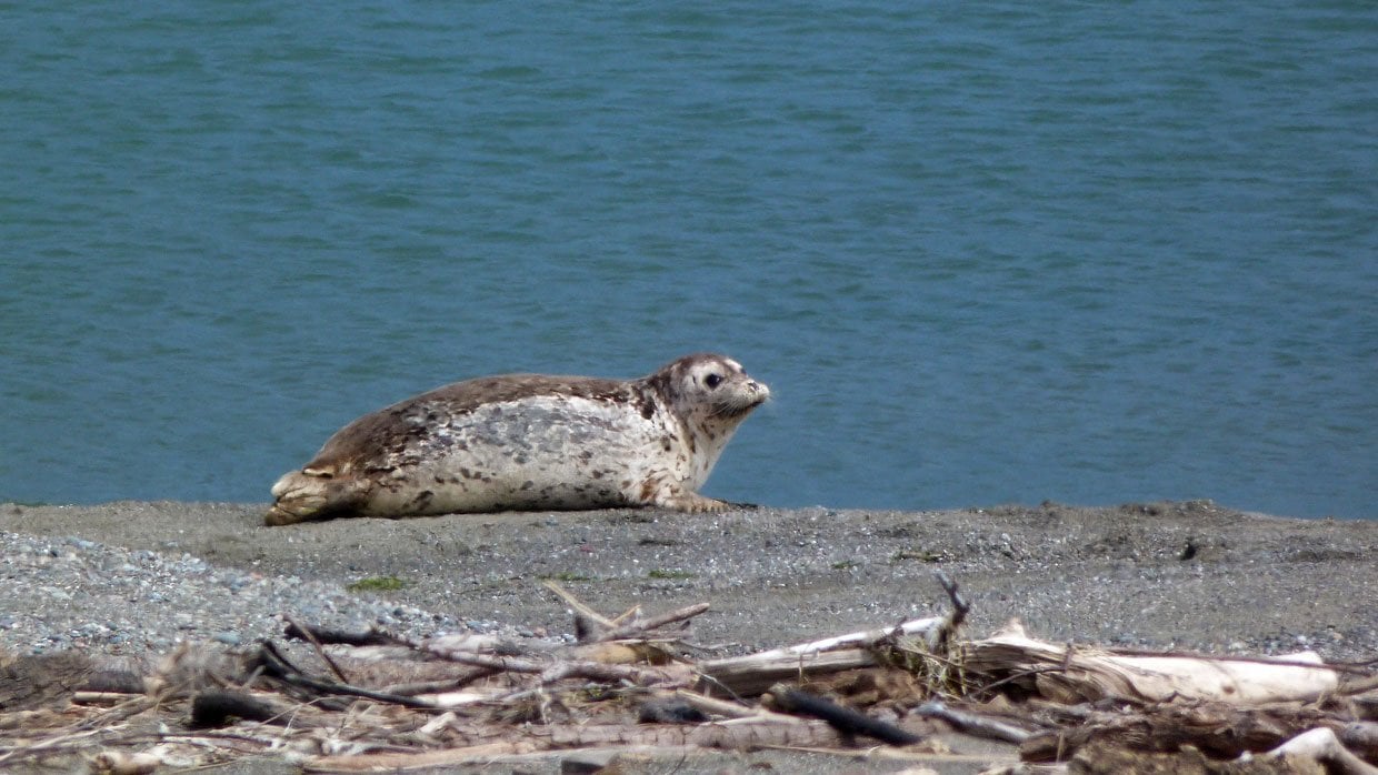 8.-Harbor-Seal