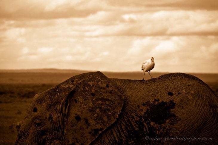 egret on an elephant