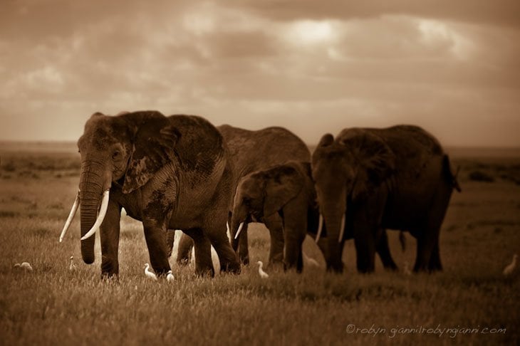 group of elephants