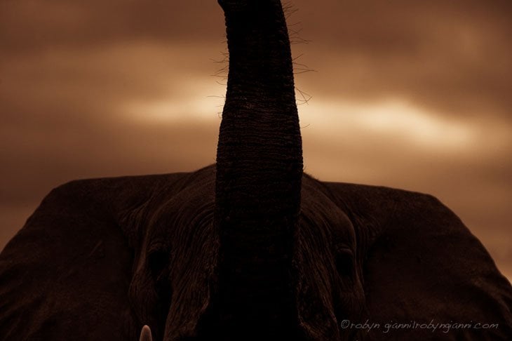 wild kenya elephant