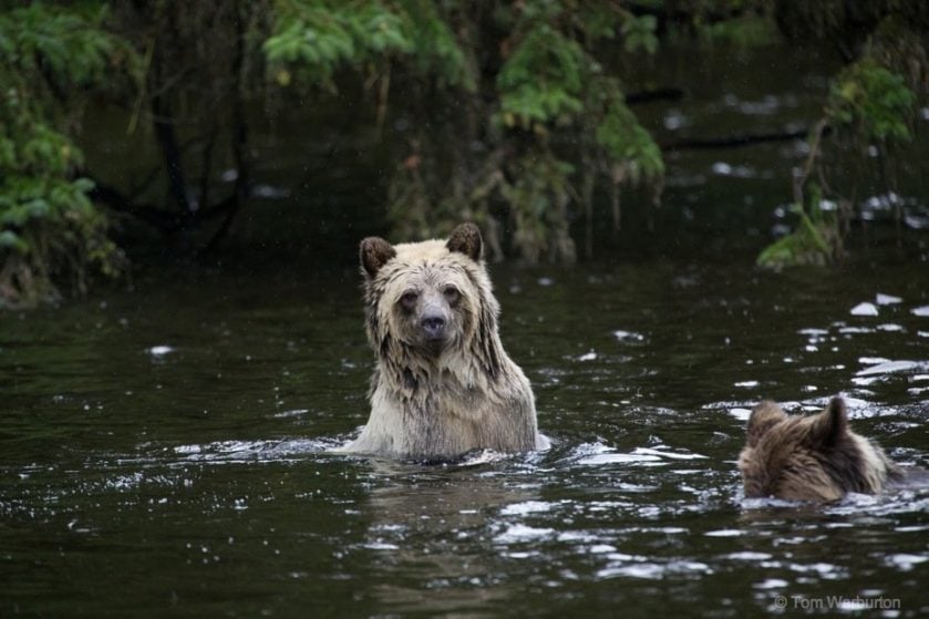 Grizzly Bears of Knight Inlet, British Columbia