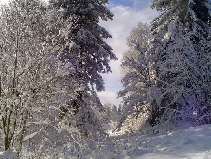 snow in the black forest and trees