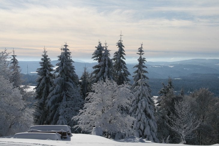 black forest at dusk in winter