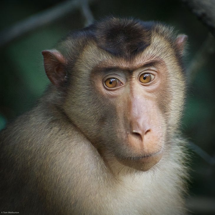 female Long Tailed Macaque