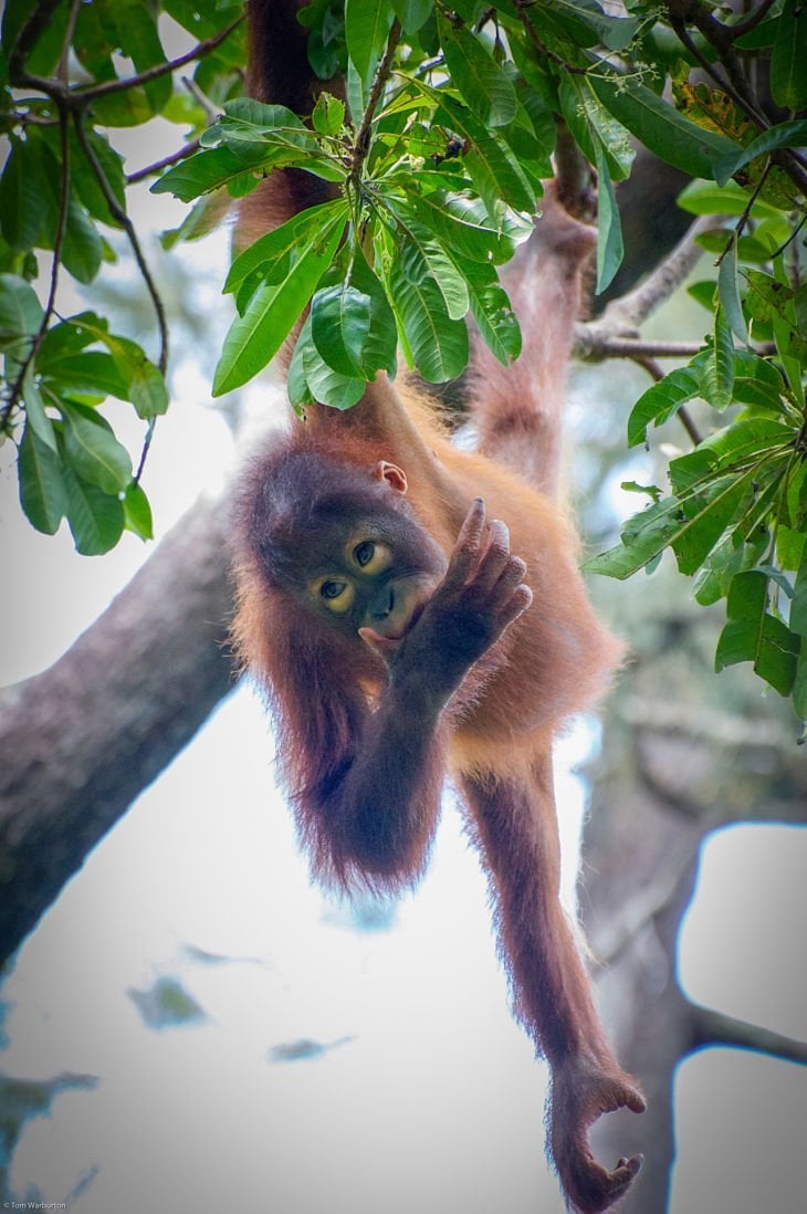 Borneo Orangutan