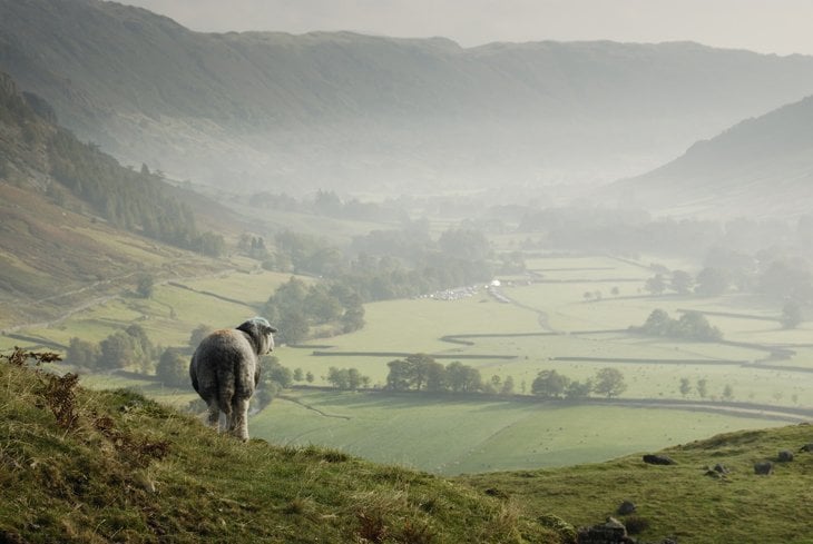 Beautiful Britain – Sheep In The Scenes 5