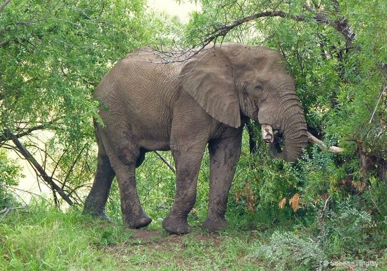 lone elephant at Pilanesberg Game Reserve and National Park