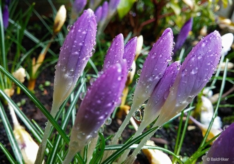 crocus flowers covered in rain and dew