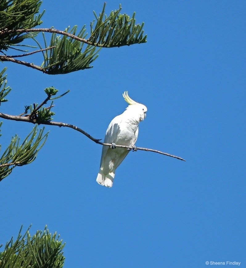 Cockatiel in Sydney