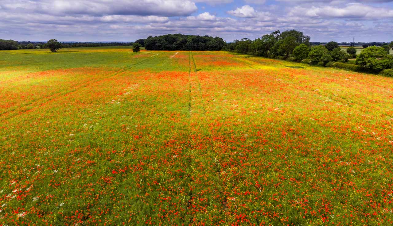 poppy fields around York