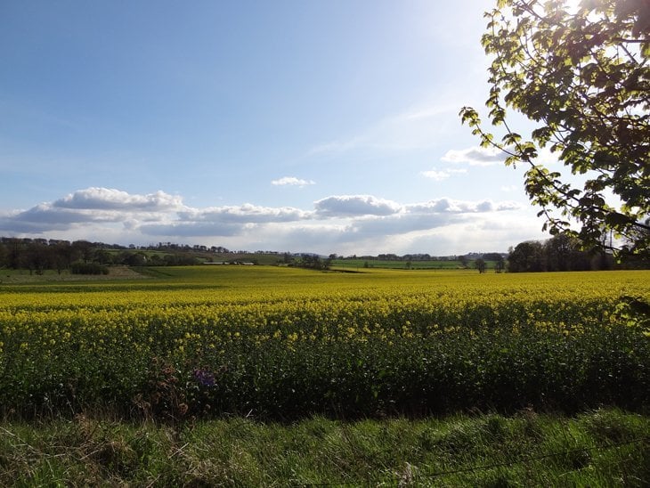 Yellow Rapeseed field Near Patthead