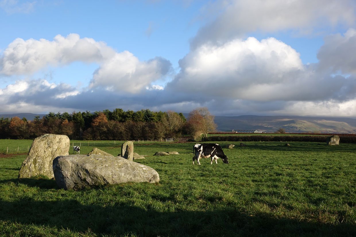 cow and stones