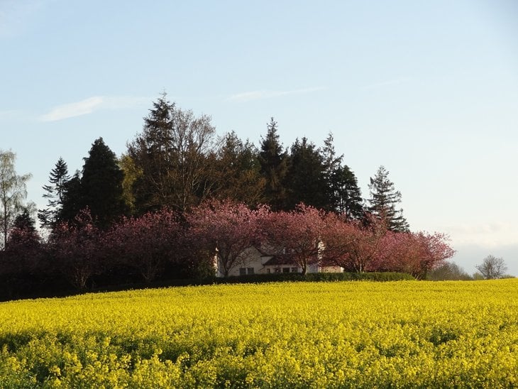 house behind field of yellow