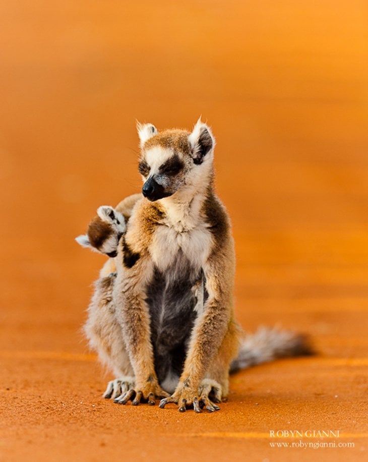 Ringtail lemurs mother and baby