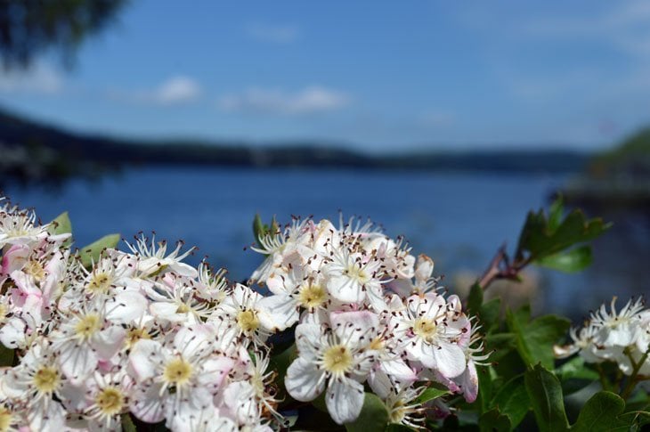 Ullswater flowers