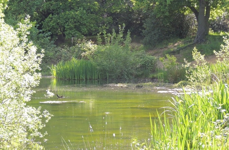 The Dainty Damselfly Damselfly breeding site, pond