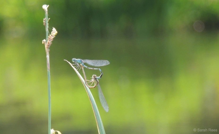 mating Common Blue Damselflies