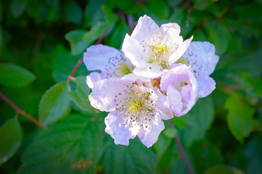 Dog Rose - Rosa canina- flowers