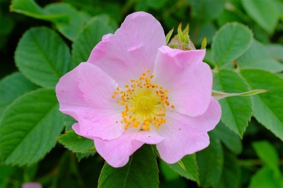 Dog Rose - Rosa canina - image 2- flowers