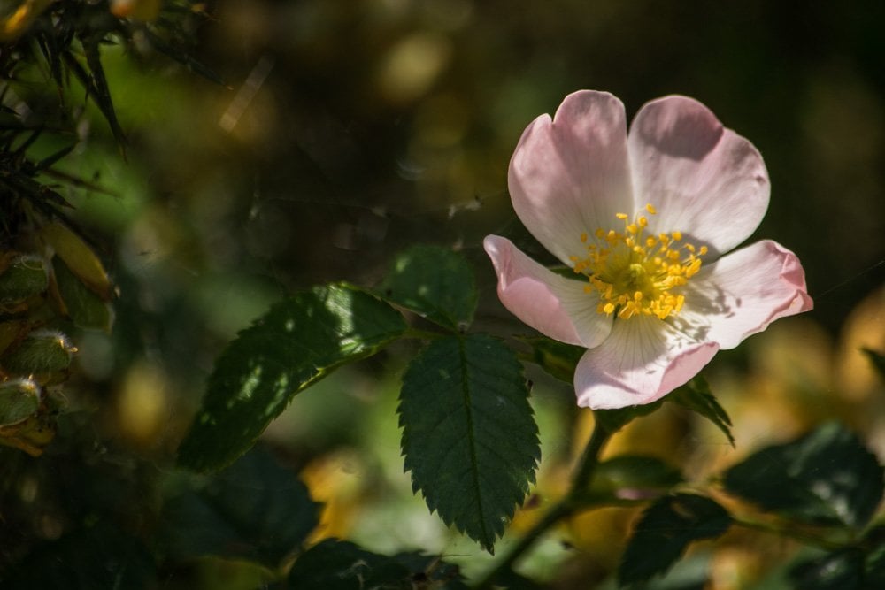 wildflowers in london