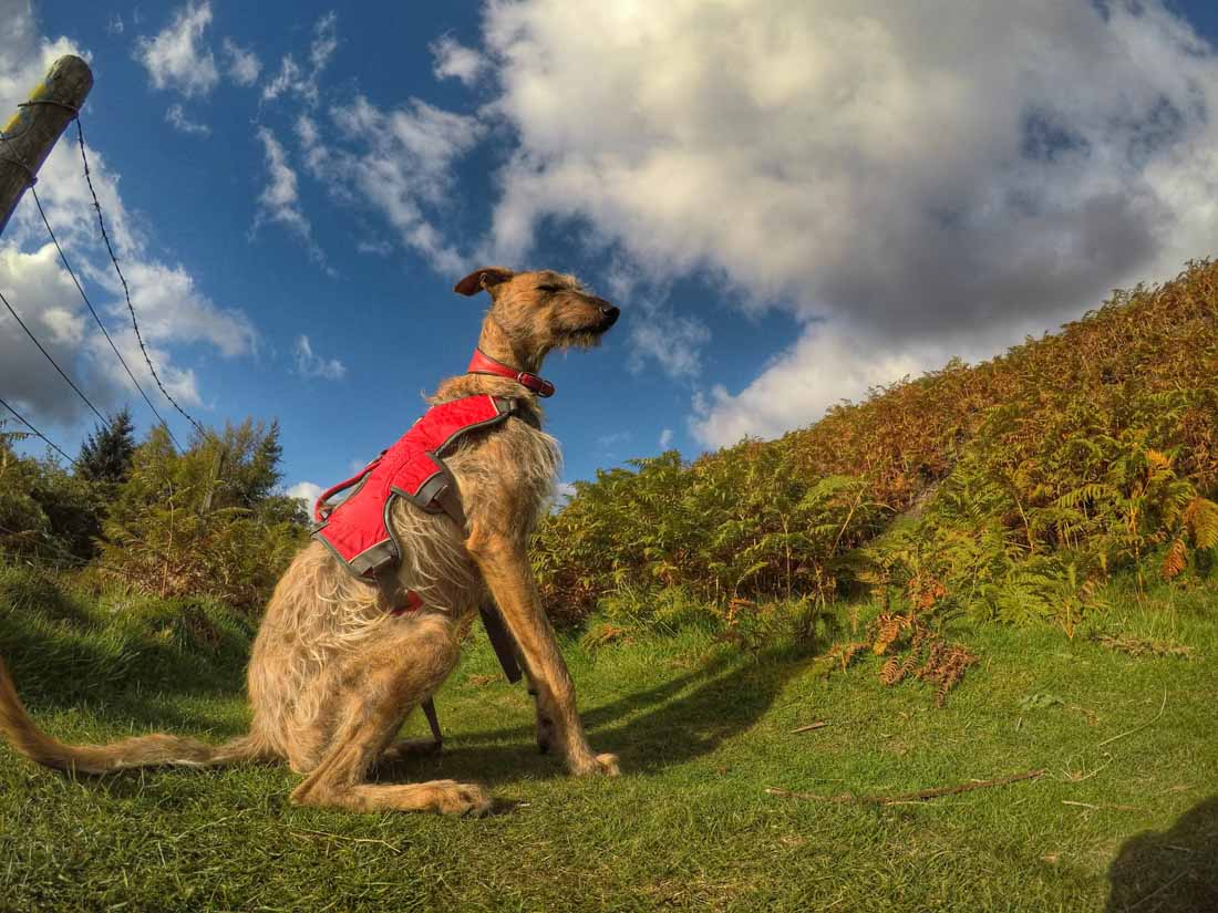 dog and ferns
