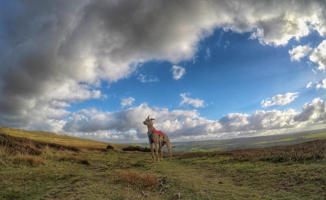 dog on the walk