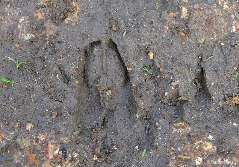 Fallow-Deer-track- deer spotting