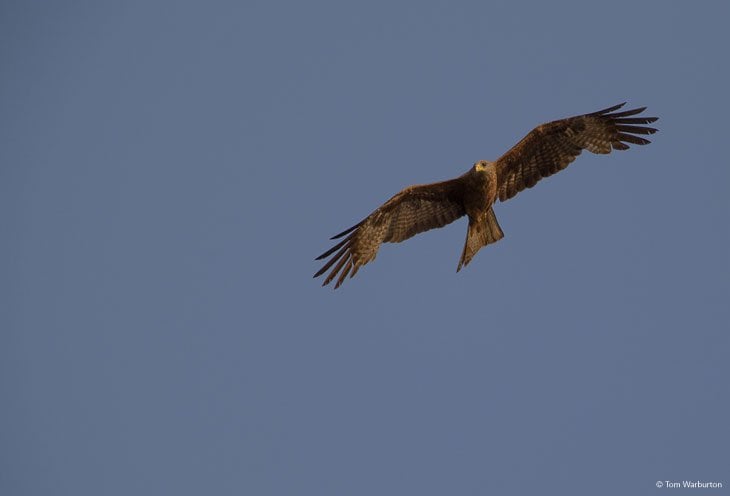 African Harrier Hawk