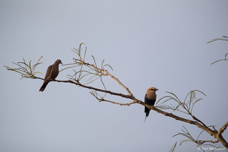 Red Eyed Dove and a Blue Bellied Roller
