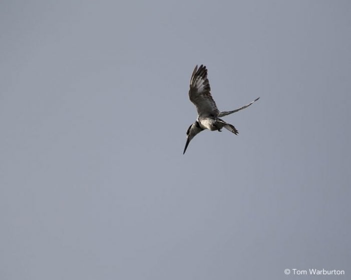 a pied kingfisher in flight