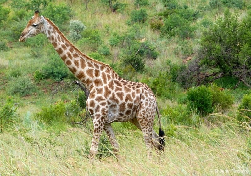 giraffe in south africa reserve