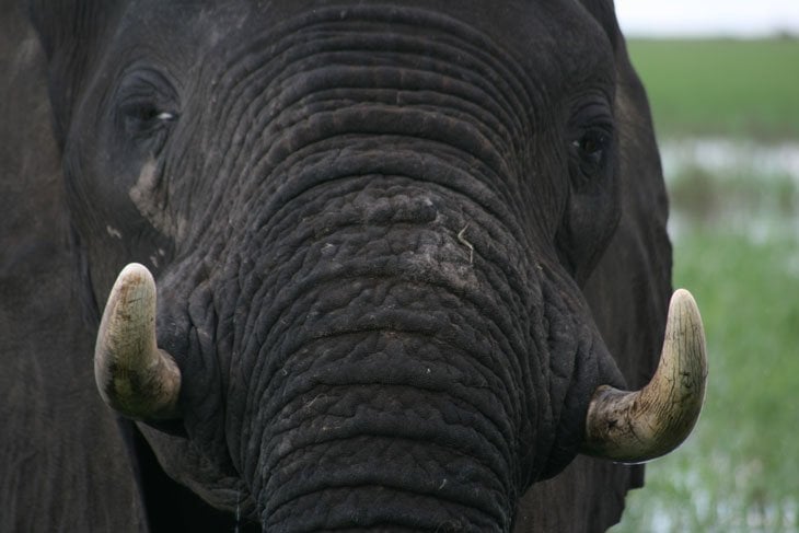 close up of elephant's face