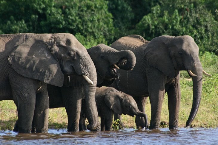 chobe elephants in the river