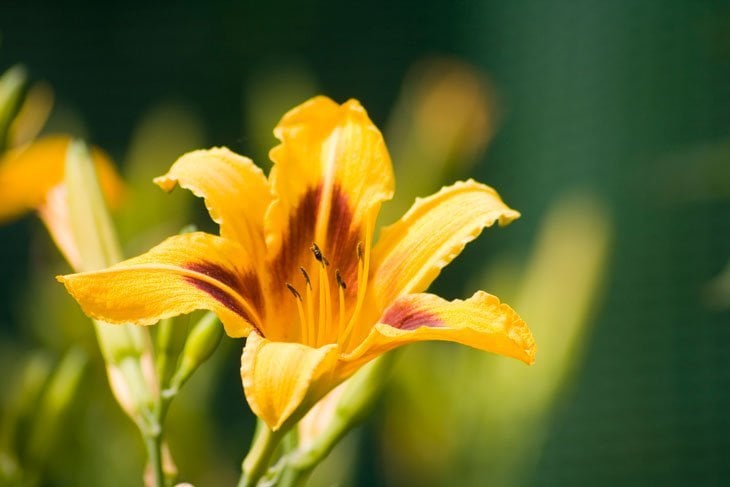 yellow lily