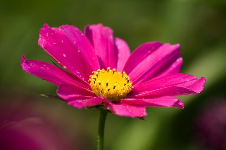 pink flower