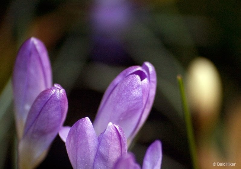 The Crocus -opening up