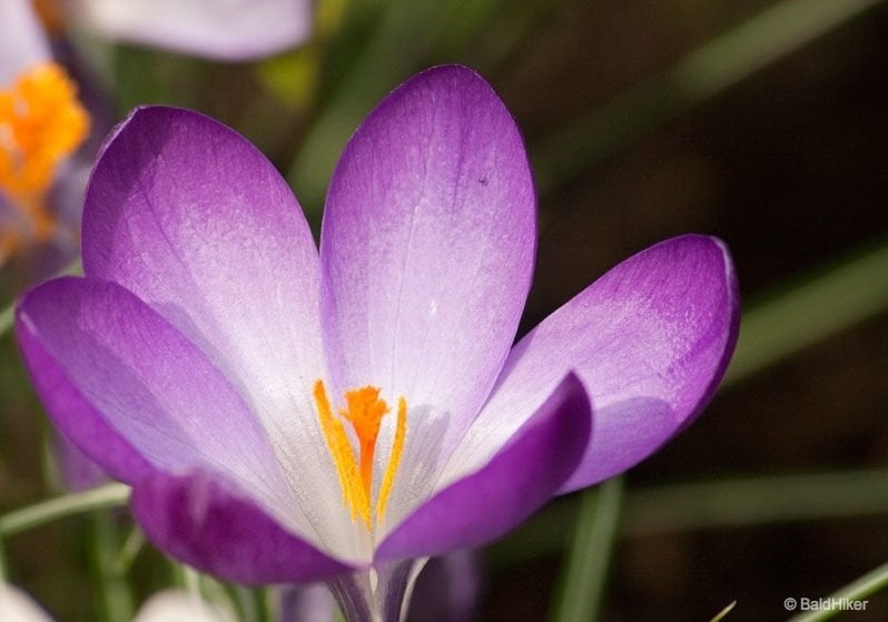 a spring flower, the crocus