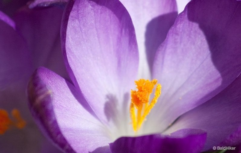 close up inside a crocus