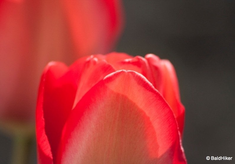 close up of tulip head