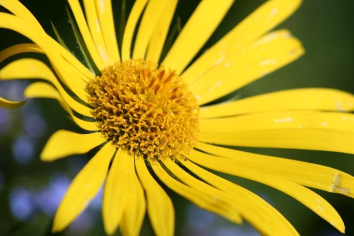 yellow flower in Hyde Park
