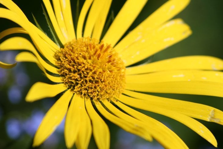 yellow flower