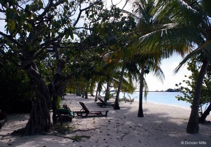 Maldives – paradise in the Indian Ocean palm trees on beach