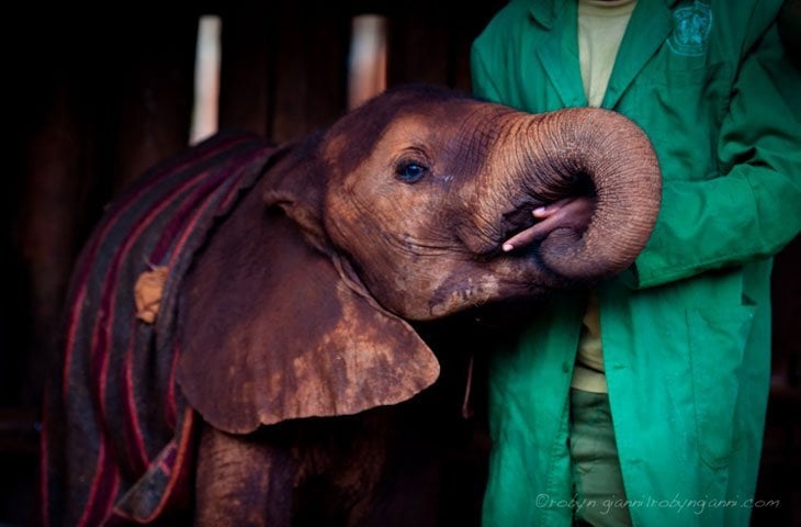 orphaned baby elephant at Sheldrick trust