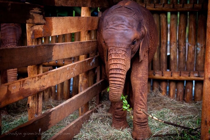 elephant in nursery