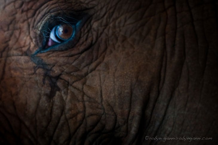 elephant eye