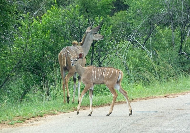 Kudu with their young at Pilanesberg Game Reserve