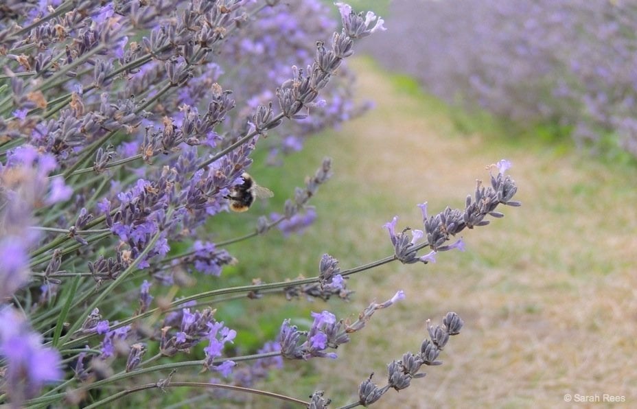 a bee on lavender
