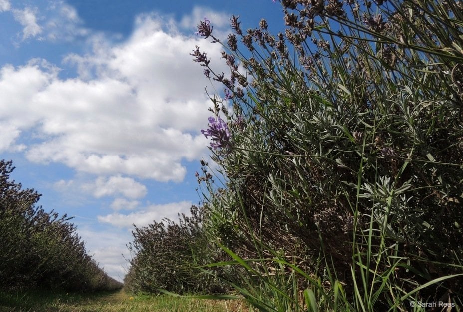 beneath the lavender