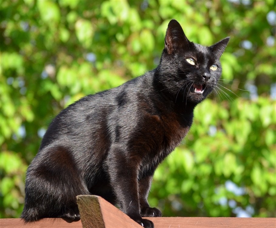 Lucy the black cat